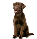 Adult Digestion Supplement 160g Supplements for dog